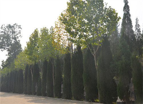 西安市霸陵的墓园，西安市霸陵墓园的历史背景与文化价值