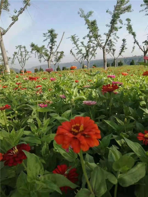 西安霸陵墓地有没有壁葬和草地葬-临潼殡仪馆骨灰堂