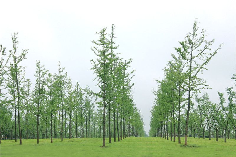 西安寿阳山墓园照片展示