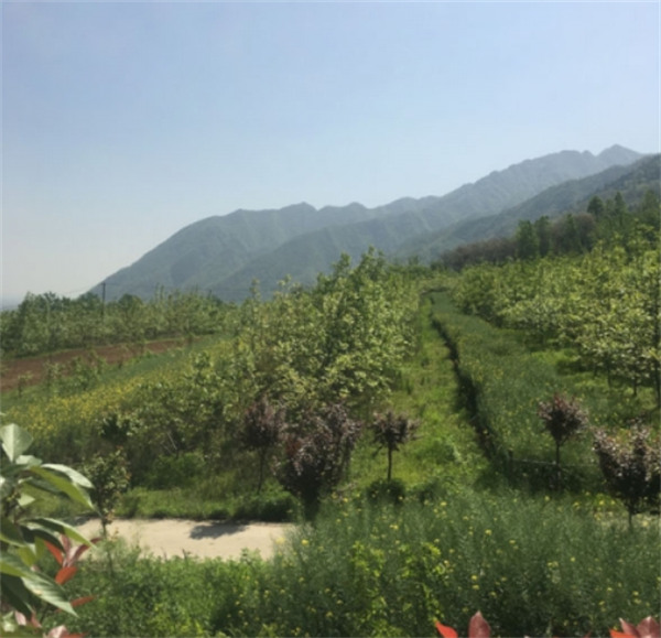 西安九龙山陵园墓地图片