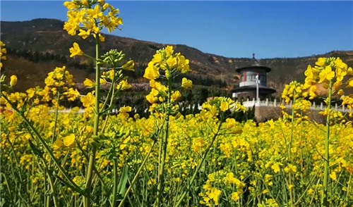 西安周边的公墓图片