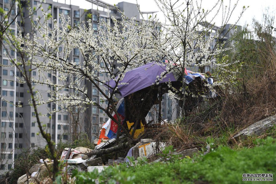 小区后山被私垦成农场 挖平墓地种菜