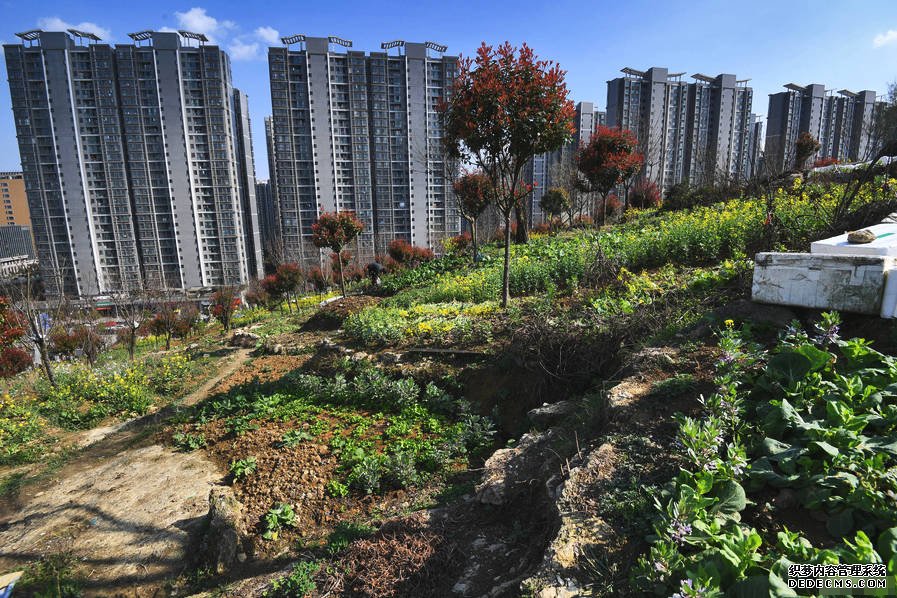小区后山被私垦成农场 挖平墓地种菜