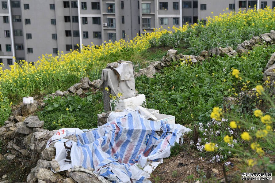 小区后山被私垦成农场 挖平墓地种菜