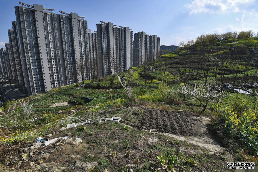 小区后山被私垦成农场 挖平墓地种菜