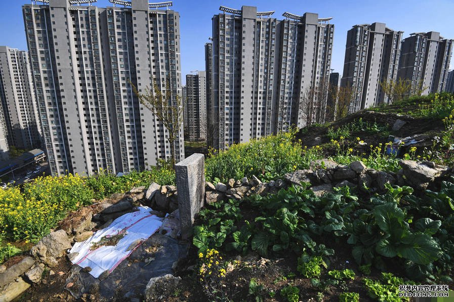小区后山被私垦成农场 挖平墓地种菜